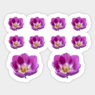 Tulipa 'Purple Flag' Triumph Tulip Sticker